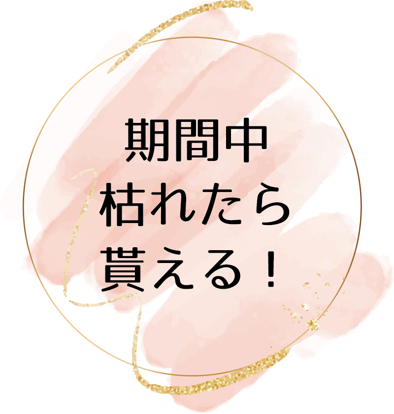 期間中枯れたらもらえる